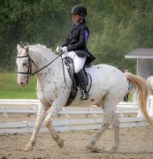 Demi-pension disponible pour un poney merveilleux!