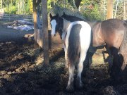 Django des Laurentides - poulain mâle Gypsy Vanner  1 an