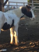 Django des Laurentides - poulain mâle Gypsy Vanner  1 an