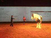 Django des Laurentides - poulain mâle Gypsy Vanner  1 an
