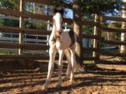 Django des Laurentides - poulain mâle Gypsy...