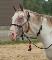 Jument Appaloosa à vendre