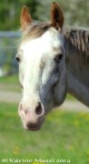Jument Appaloosa à vendre