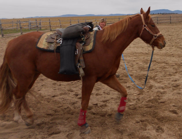 Sacs d'entraînement pour chevaux
