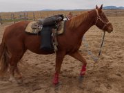 Sacs d'entraînement pour chevaux