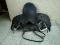 vends selle mixte wintec avec collier de chasse,...