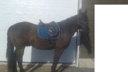 selle de  dressage 