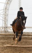 camp de jour et cours d'équitation