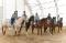 camp de jour et cours d'équitation