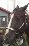 Selle, Guetres, Licou show a vendre