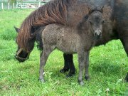 CHEVAUX MINIATURES