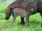 CHEVAUX MINIATURES