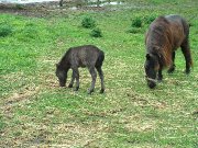 CHEVAUX MINIATURES