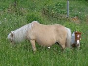 CHEVAUX MINIATURES