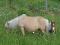 CHEVAUX MINIATURES