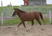 Thoroughbred obstacles/dressage