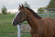 Thoroughbred obstacles/dressage
