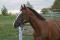 Thoroughbred obstacles/dressage