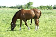Thoroughbred obstacles/dressage