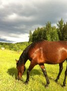 Pension pour chevaux extérieur