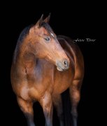 Première édition de Horse'MAG