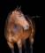 Première édition de Horse'MAG