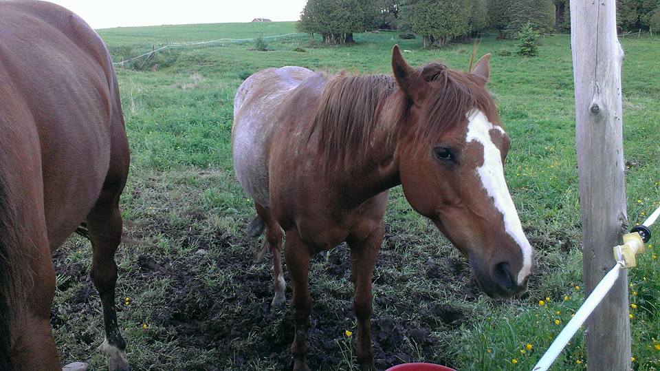 Jument quarter horse ,