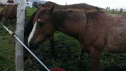Jument  quarter horse ,