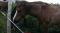 Jument  quarter horse ,
