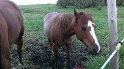 Jument  quarter horse ,