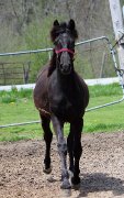 Beau Gelding/Hongre Canadien