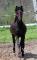 Beau Gelding/Hongre Canadien