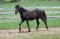 Beau Gelding/Hongre Canadien