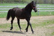 Beau Gelding/Hongre Canadien