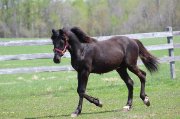 Beau Gelding/Hongre Canadien