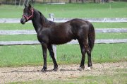 Beau Gelding/Hongre Canadien