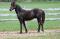 Beau Gelding/Hongre Canadien