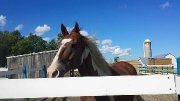 Beau grand paint percheron  à vendre 
