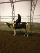 Beau grand paint percheron  à vendre 