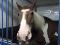 Beau grand paint percheron  à vendre 