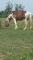 Beau grand paint percheron  à vendre 