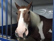 TIER DE PENSION superbe Paint percheron 16.3