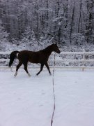 Recherche pension Victoriaville