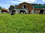 Pension pour chevaux rive-sud à st-henri-de-levis