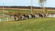 Pension pour chevaux rive-sud à st-henri-de-levis