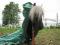 Poney cachou a vendre
