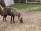 Poney cachou a vendre