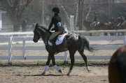 Cheval appaloosa à vendre 
