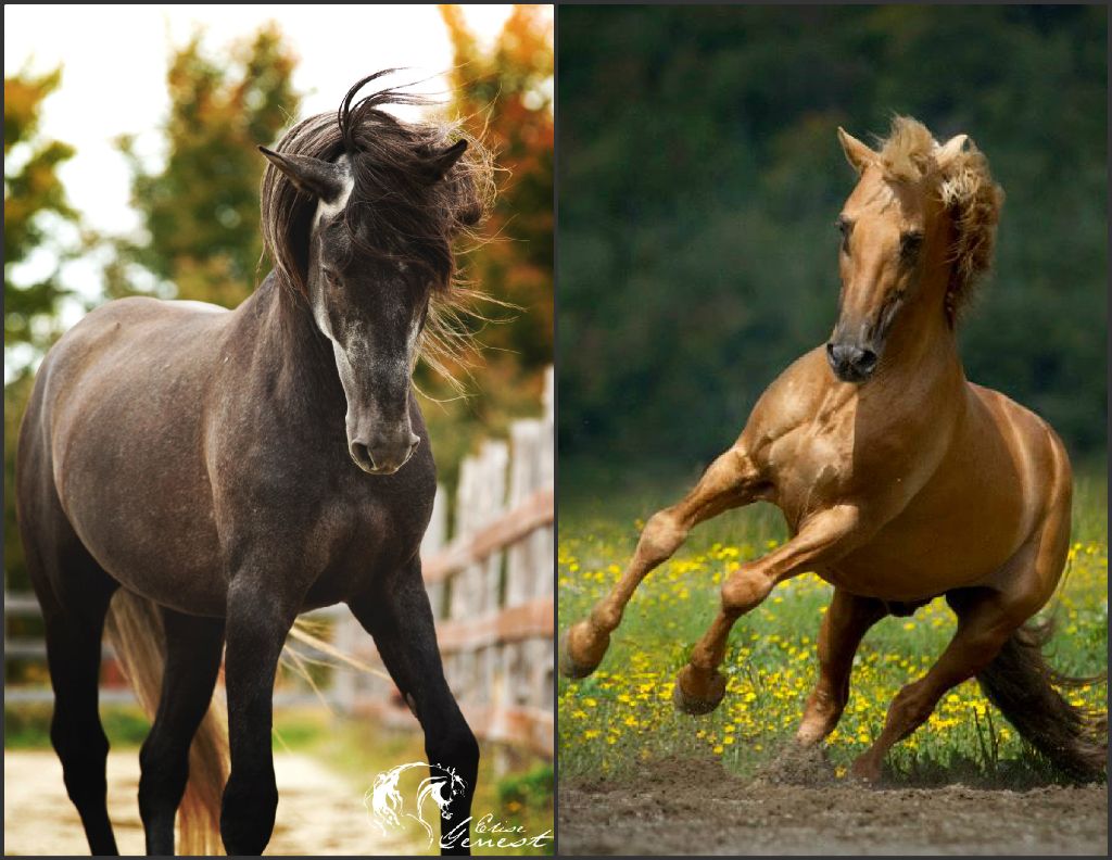 Élevage de chevaux lusitaniens et étalons PSL en service