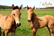 Élevage de chevaux lusitaniens et étalons PSL en service